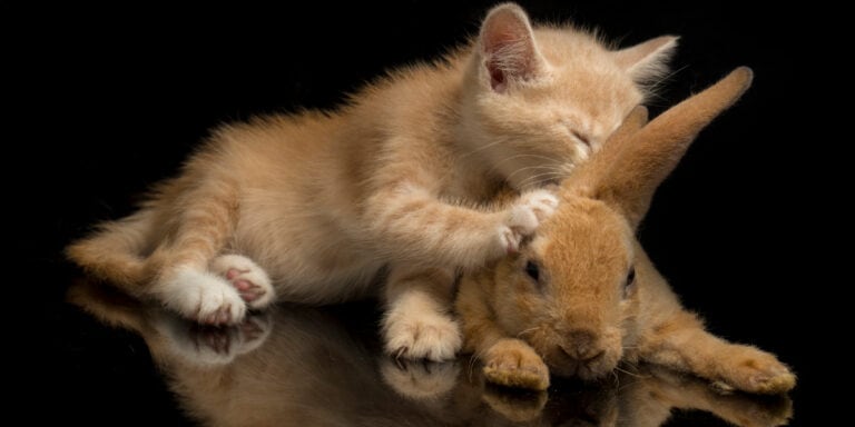 A kitten is playing with a rabbit on a black background.