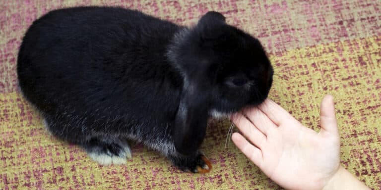 A black rabbit is petting a person's hand.