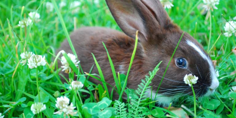 A rabbit in the grass.