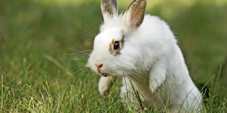A white rabbit is standing in the grass.