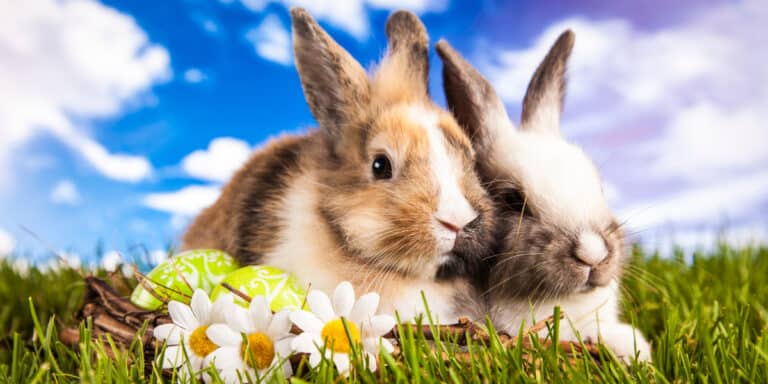 Two rabbits are sitting in the grass with flowers.