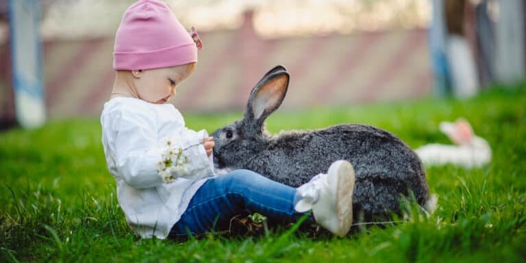 A little girl is petting a grey rabbit in the grass.