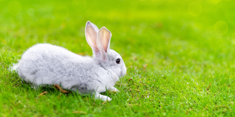 A white rabbit is sitting on the grass.