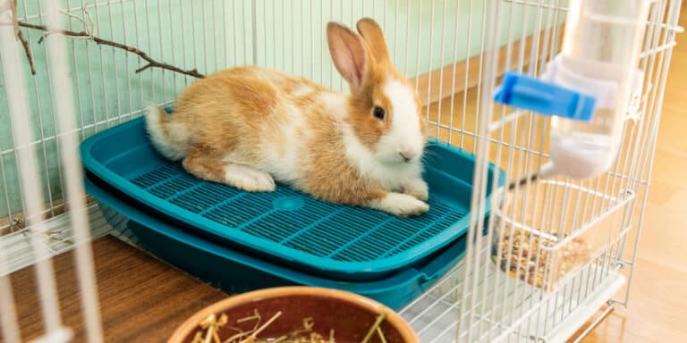 A brown and white rabbit sitting in a green litter box inside a wire cage with a water bottle and a bowl of hay.