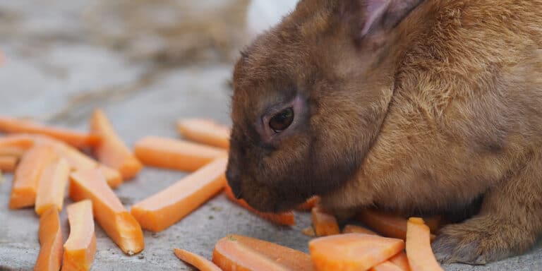 A brown rabbit eating slices of carrot on a concrete surface.