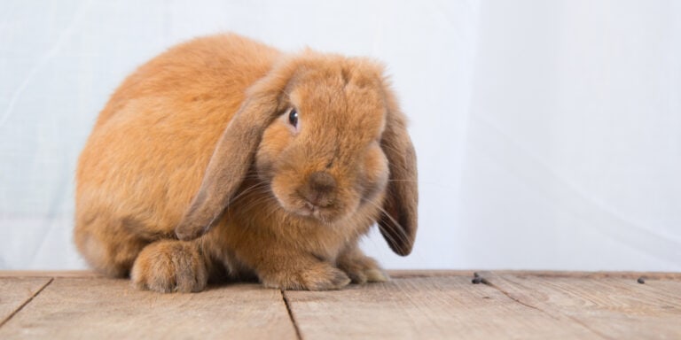 A fluffy brown rabbit sitting on a wooden surface against a light blue backdrop.