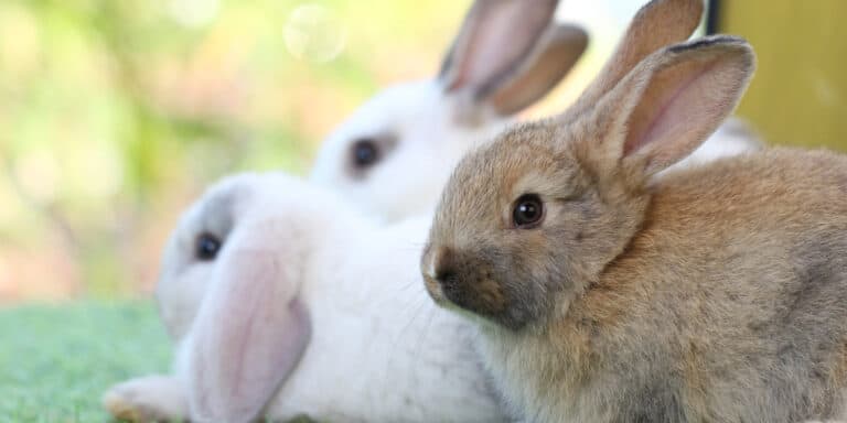 Three rabbits laying on the ground, with one looking directly at the camera. background is blurred with green tones.