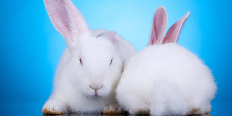 Two white rabbits on a blue background.