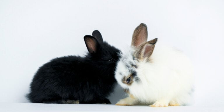 Can Rabbits Be Gay?