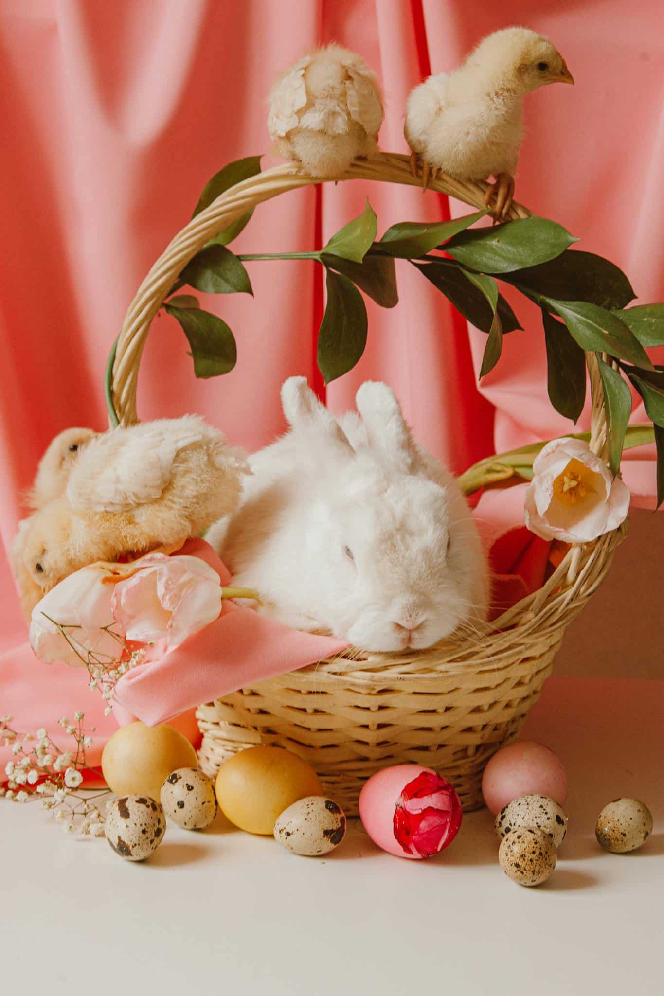 spaying female rabbit surgery